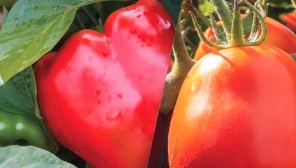 Fruiting Vegetable Crop Protection Guide