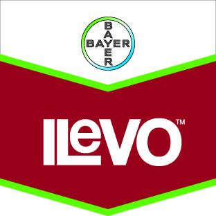 ILeVo