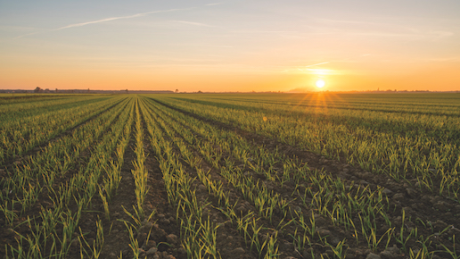 Sunset on an emerging crop