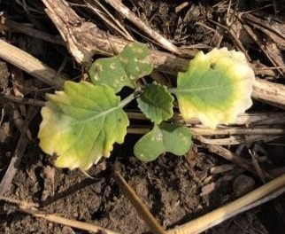 Un exemple de canola endommagé par le pyrasulfotole, semaine 2