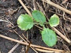 Un exemple de canola endommagé par le pyrasulfotole, semaine 3