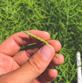 An up-close image of a crop part with a disease.