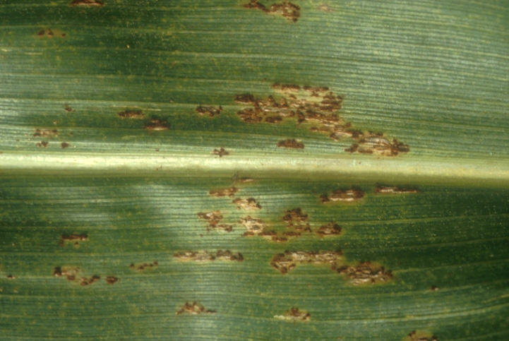 A close view of a leaf on a corn plant. The plant has some small patches of rust discolouration caused by the common rust fungal disease.