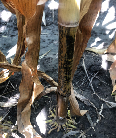 A corn’ stalk with anthracnose stalk rot. The stalk is shredded with a brown and black coloured pith, and a black stain on the rind.