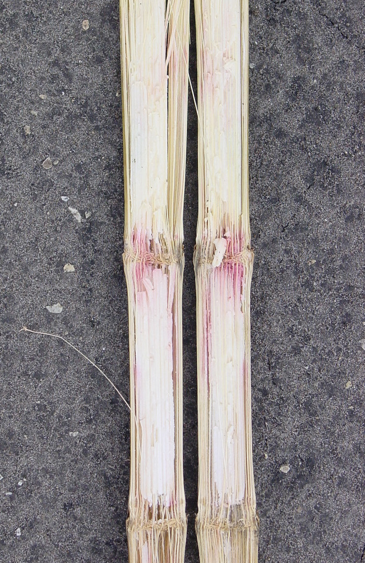 A corn stalk with gibberella stalk rot. It has a shredded pith that is discoloured in pink and red, and dark streaks on the lower internodes.