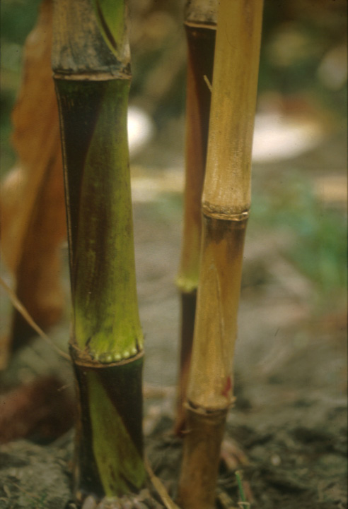 A corn stalk with fusarium stalk rot. There is yellowing on the lower part of the stalk and brown streaks on the lower internodes.