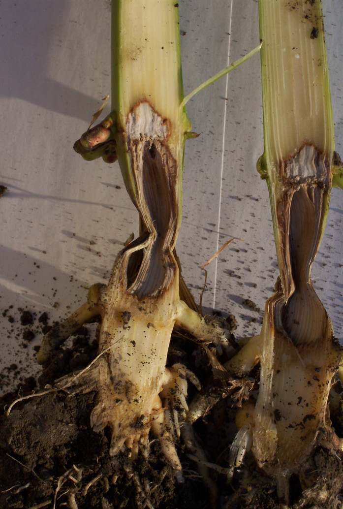 A corn stalk with pythium stalk rot on the first internode directly above the soil. The stalk appears brown, soft, and broken.