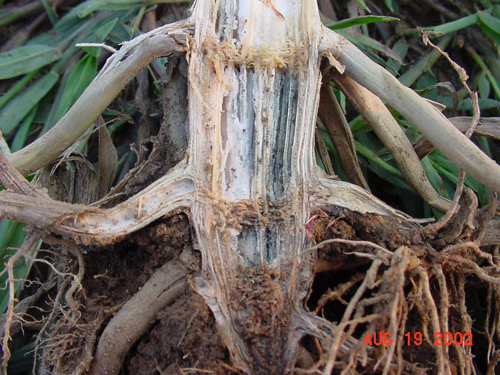 A corn stalk with charcoal rot. The pith tissue appears disintegrated and tiny black structures within the stalk appear, making it look specked.