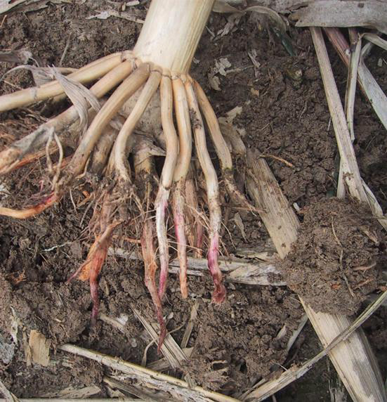 A corn root with red root rot. The roots appear small with a red and pink tint as its being pulled out of the soil.