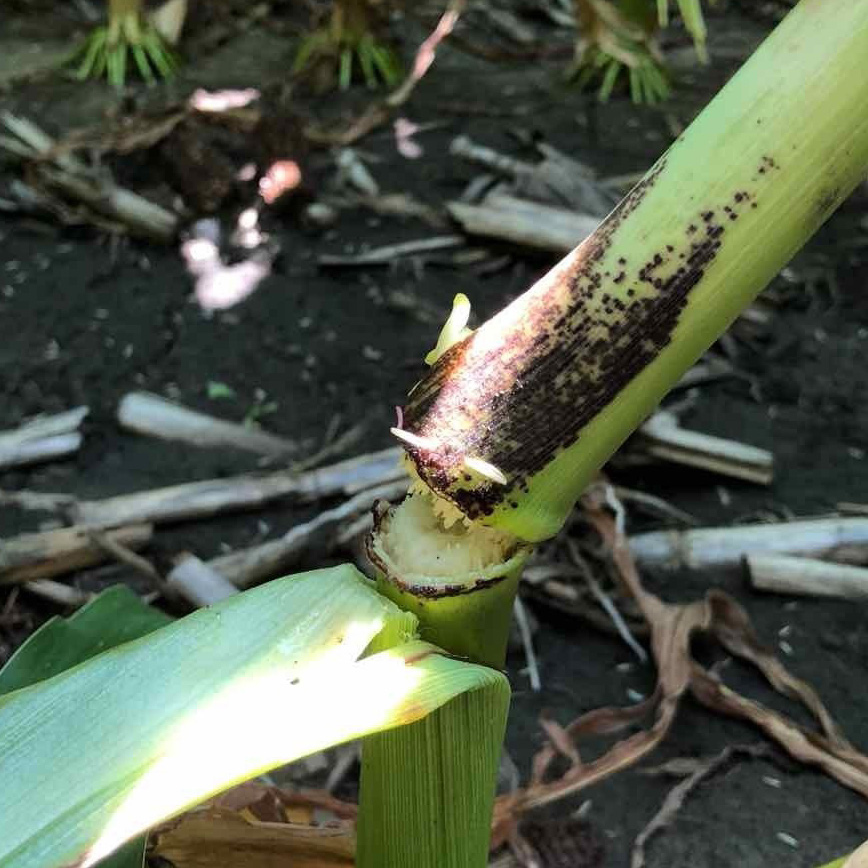 A corn stalk with physoderma stalk rot. The stalk is snapping off cleanly at the first node, and the node is discoloured with black spores.