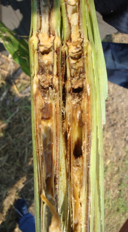 A corn stalk with bacterial stalk rot and top rot. The stalk is split in half to show that the inside is rotten and discoloured in yellow.