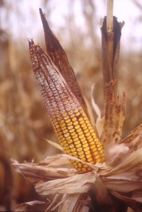 An ear of corn with gibberella ear rot. The kernels on the tip of the corn’s ear are rotting and appear reddish in colour.