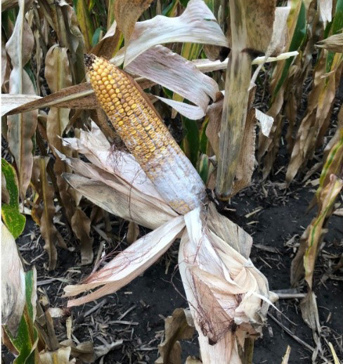 An ear of corn with diplodia ear rot. The peeled husk of the corn appears bleached white with white mould over the kernels at its base.