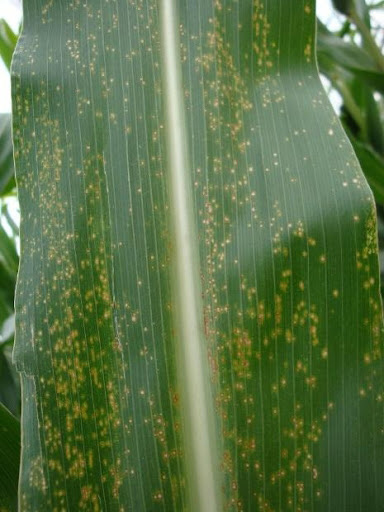 A close view of a leaf on a corn plant. The plant has small dots of yellow all over, and it shows an eyespot of corn infection.