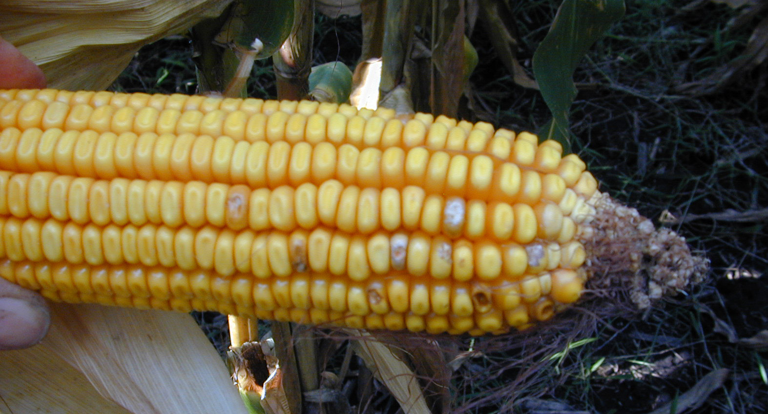 An ear of corn with fusarium ear rot. The ear of corn is infected and kernels throughout the ear are discoloured in white, pink and brown.