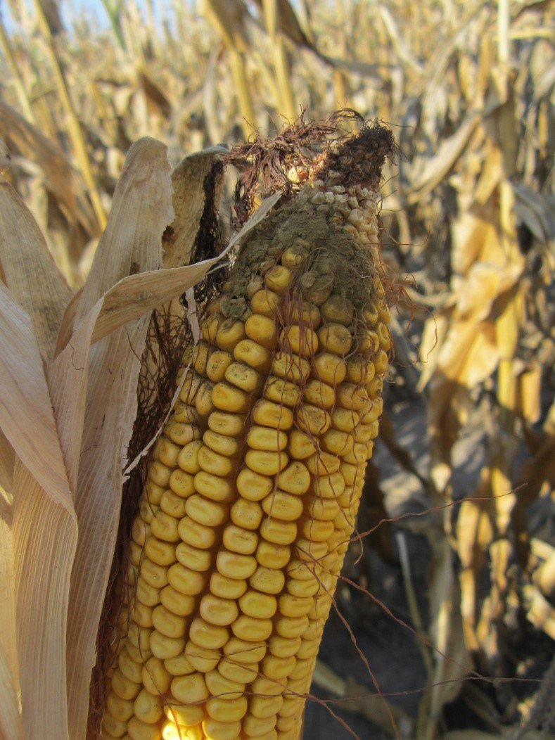 An ear of corn with aspergillus ear rot. It has green and brown discolouration between its kernels and a green mould covering the tip.