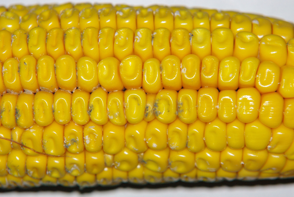 A bright yellow ear of corn with Cladosporium ear rot. It has very small dark grey and green blotches on some of the kernels.