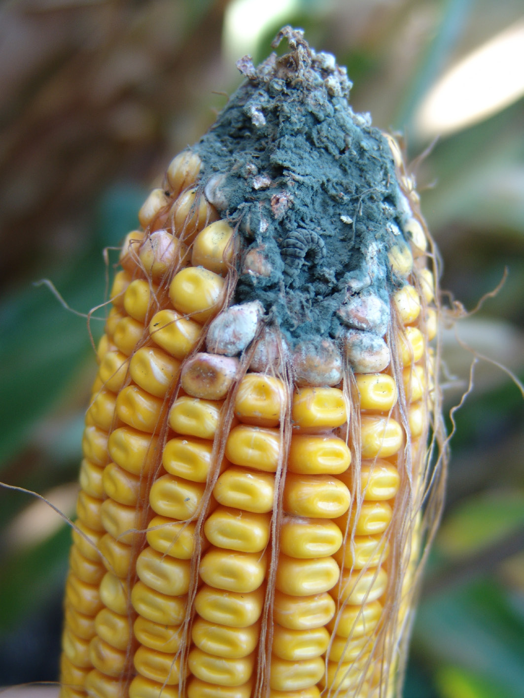 An ear of corn with penicillium ear rot. Powdery green and blue mould is infecting the end of the ear, with some kernels appearing bleached.