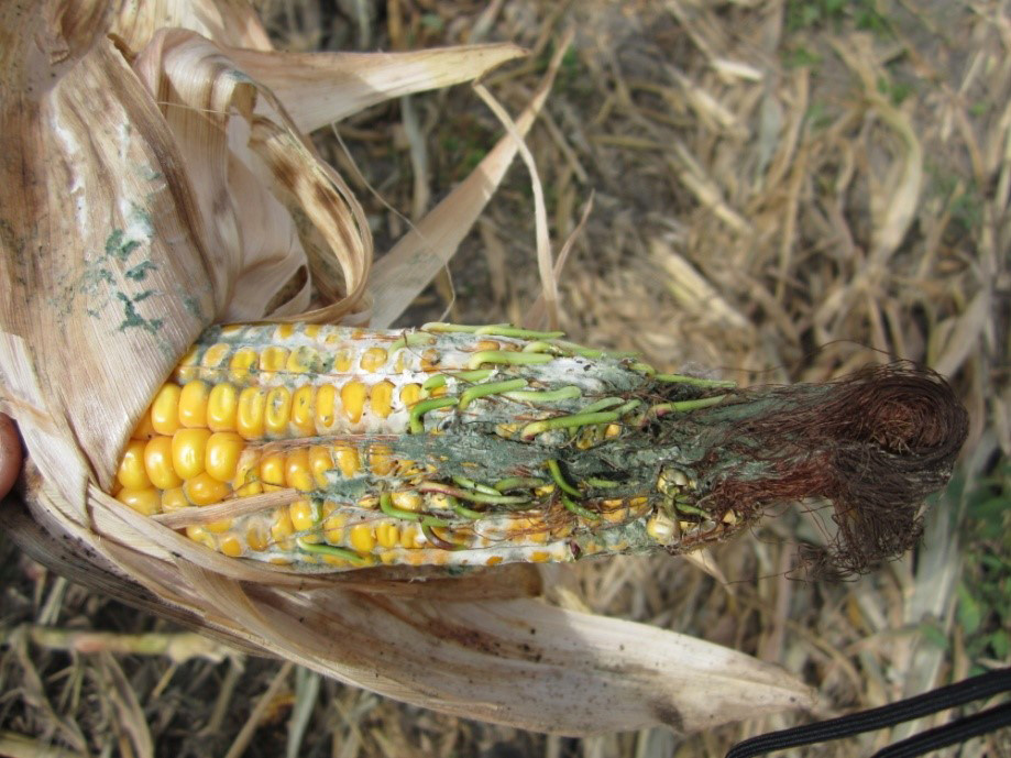 An ear of corn with Trichoderma ear rot. Dark grey, brown, and green mould grows on the end of the corn ear in stringy structures.