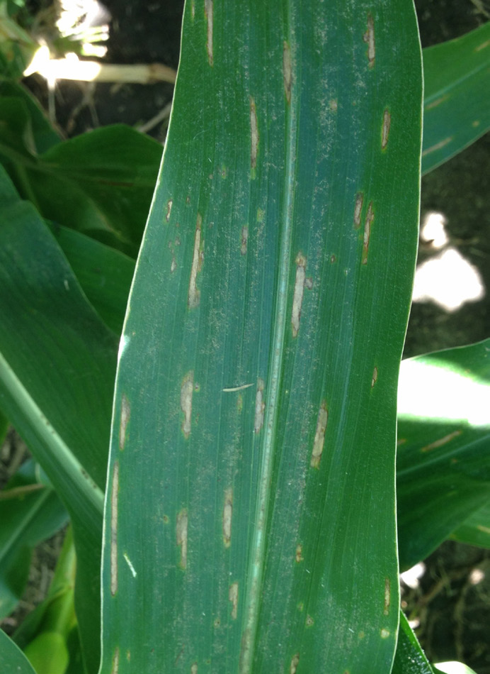 A close view of a leaf on a corn plant. The plant has grey linear markings on it which are from an early infection of gray leaf spot.