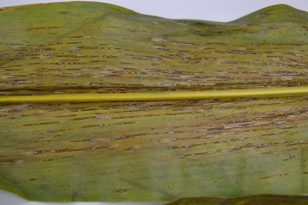 A close view of a corn plant that appears yellowed, with brown lines throughout the leaf. It has damage from northern leaf spot.