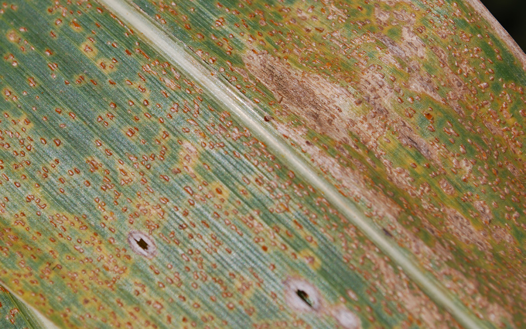 A close view of a leaf on a corn plant. The plant is discoloured with tiny brown spots, which is caused by southern rust.