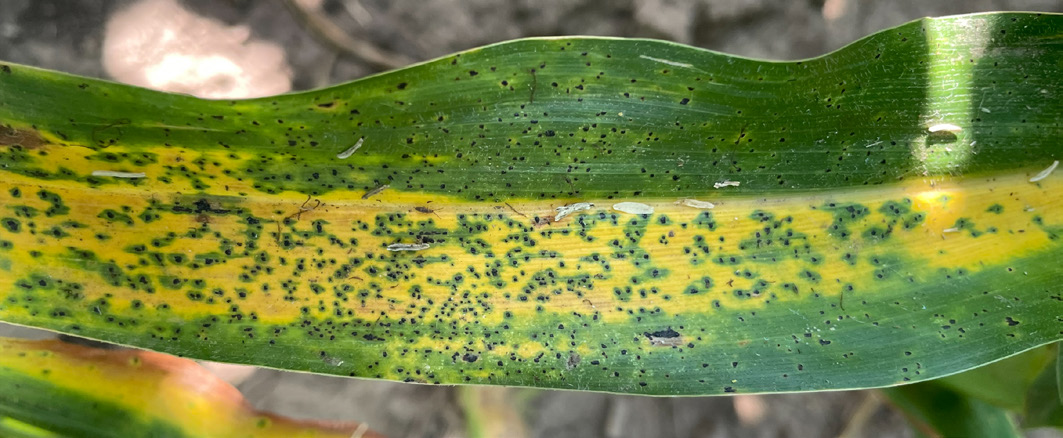 A corn plant leaf that has a yellow strip down the middle, with some green spots throughout the discolouration caused by tar spot in corn.