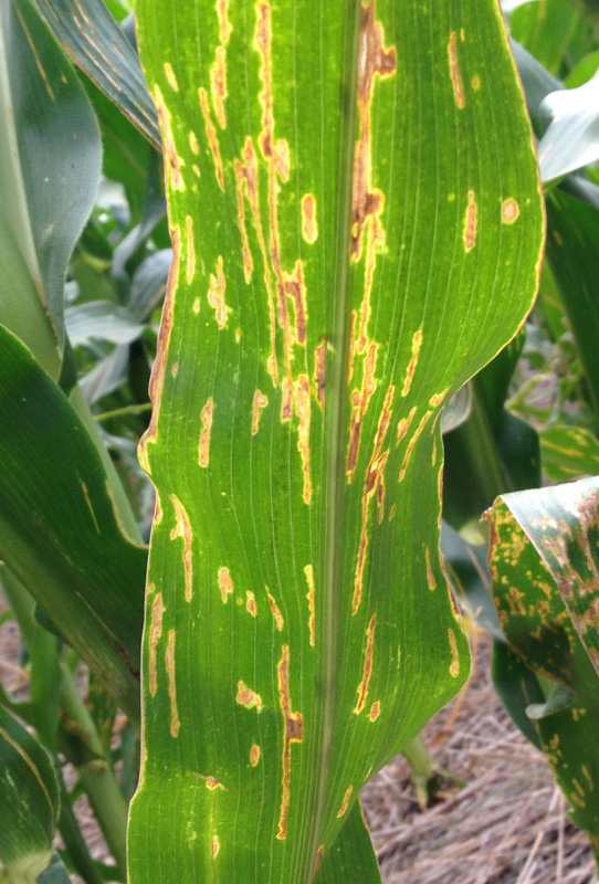 A close view of a corn plant leaf with yellow and brown streaks across it. The plant has been infected with bacterial leaf streak (BLS).