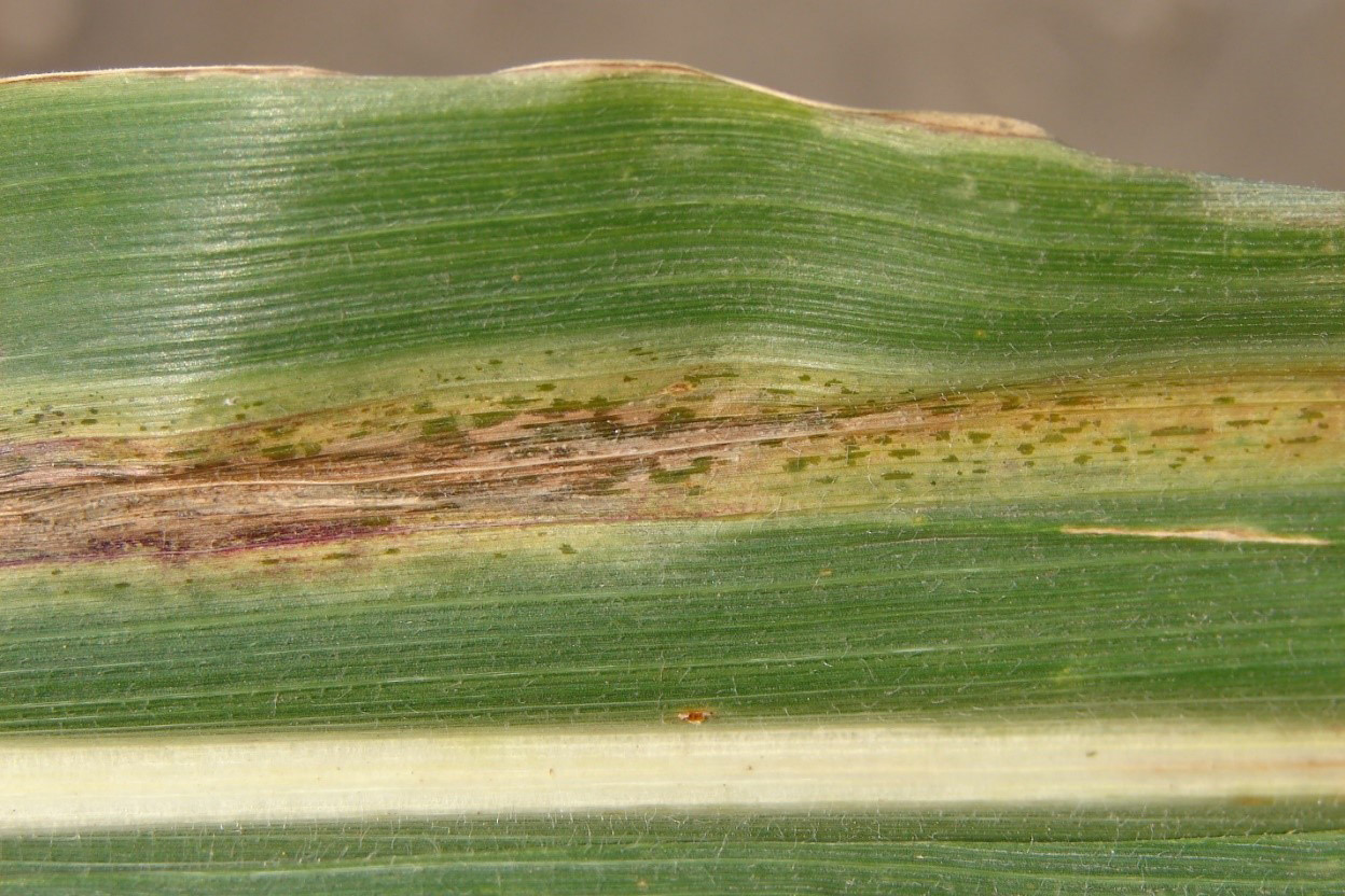 A corn leaf with goss’s wilt is shown with shiny stripes of brown discolouration along it with wavy and irregular margins.