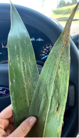 A visual example of multiple small black tar spots throughout the corn leaf.