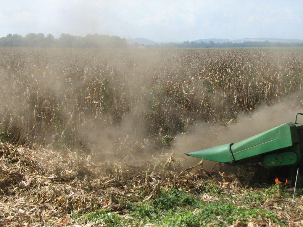 The head of a combine is cutting corn. A dusty cloud is coming up from the field, which is happening due to saprophytic fungi in the corn.