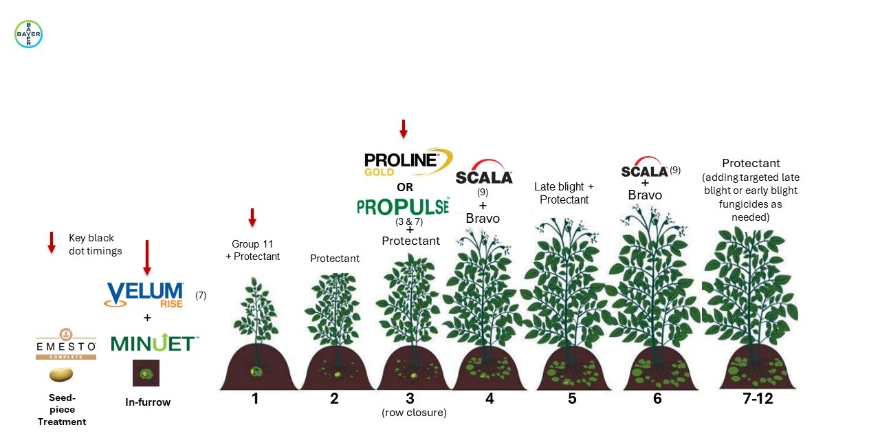 A chart of potato growth stages from seed to ripening period with appropriate fungicide to use at that timing for protection of early blight. From right to left: Seed-piece Treatment is first stage, with graphic of potato seed and Emesto Complete logo above. Second stage shows graphic of seed in-furrow with Velum Rise and Minuet logos above. Arrows point to these stages to indicate key black dot timings. From here, stages are numbered from 1 to 7-12 at bottom of graphic showing potato growth progress under the soil and plant growth progress above. 1 shows germination and establishment of plant, with arrow above indicating to use a Group 11 fungicide plus protectant. 2 depicts further establishment of plant and the vegetative period, with "protectant" above. 3 depicts tuber initiation period with Proline GOLD and Propulse logos above plus "protectant". 4 depicts the beginning of flowering and tuber filling starting with Scala logo and "Bravo" above. 5 shows further flowering and tuber progression with "Late blight + Protectant" above. 6 shows further progression of flowering and tubers with Scala logo and "Bravo" above. 7-12 shows ripening stage where flowers are lost and potatoes are ripening with "Protectant (adding targeted late blight or early blight fungicides as needed)."