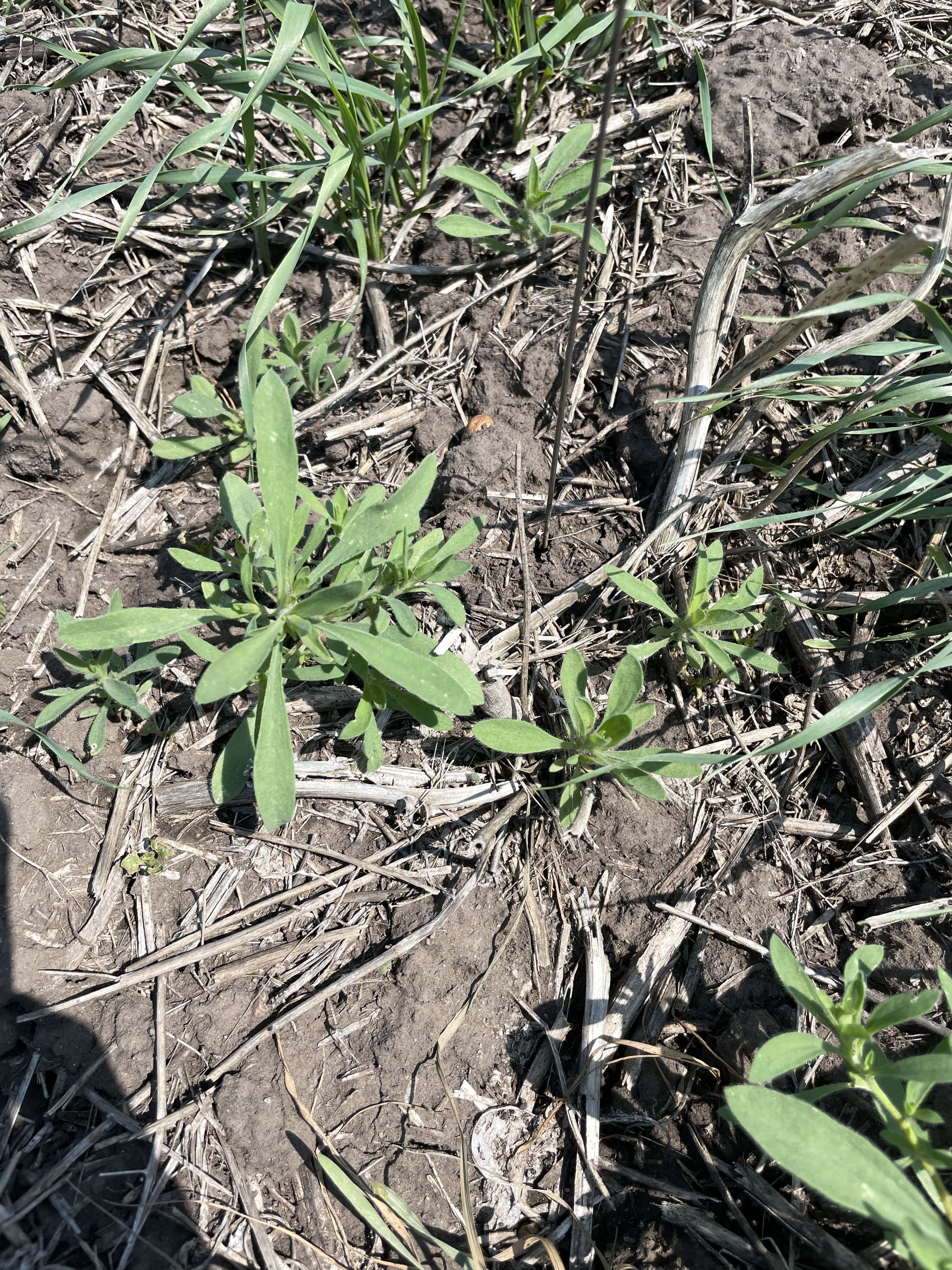 A small area of kochia where we can see visible green weeds. The area has not been treated with Varro FX and Infinity.