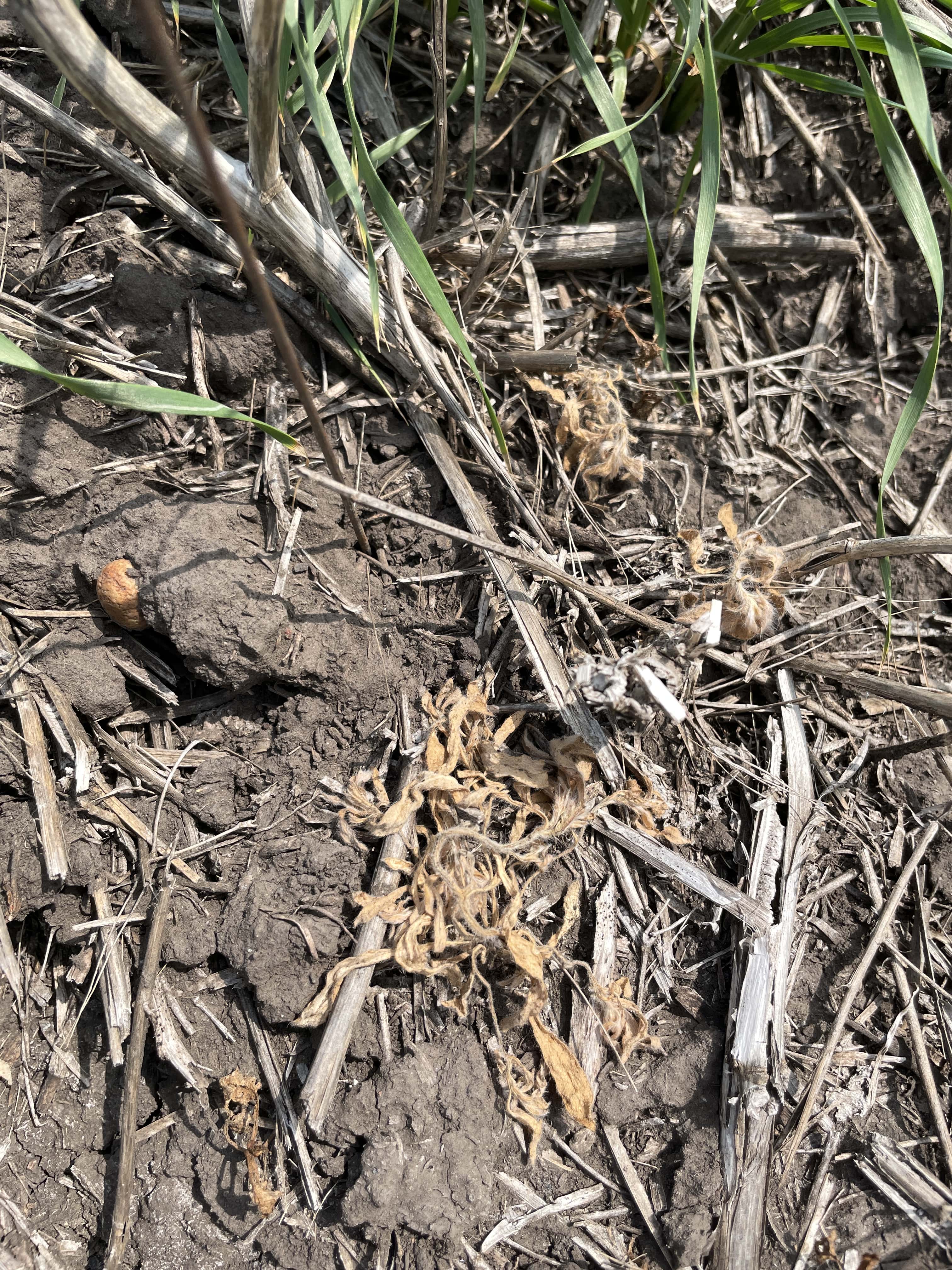 A small area of kochia with weeds that are brown and dying. The area was treated seven days ago with Varro FX and Infinity.