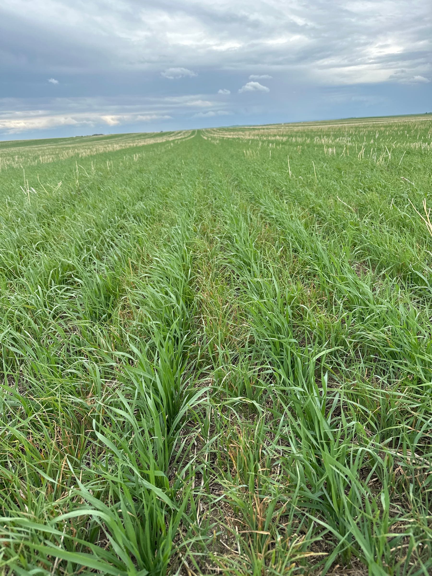 A section of oats untreated by Varro FX and Buctril M is overrun by weeds. It shows inefficient weed control compared to treated crops.