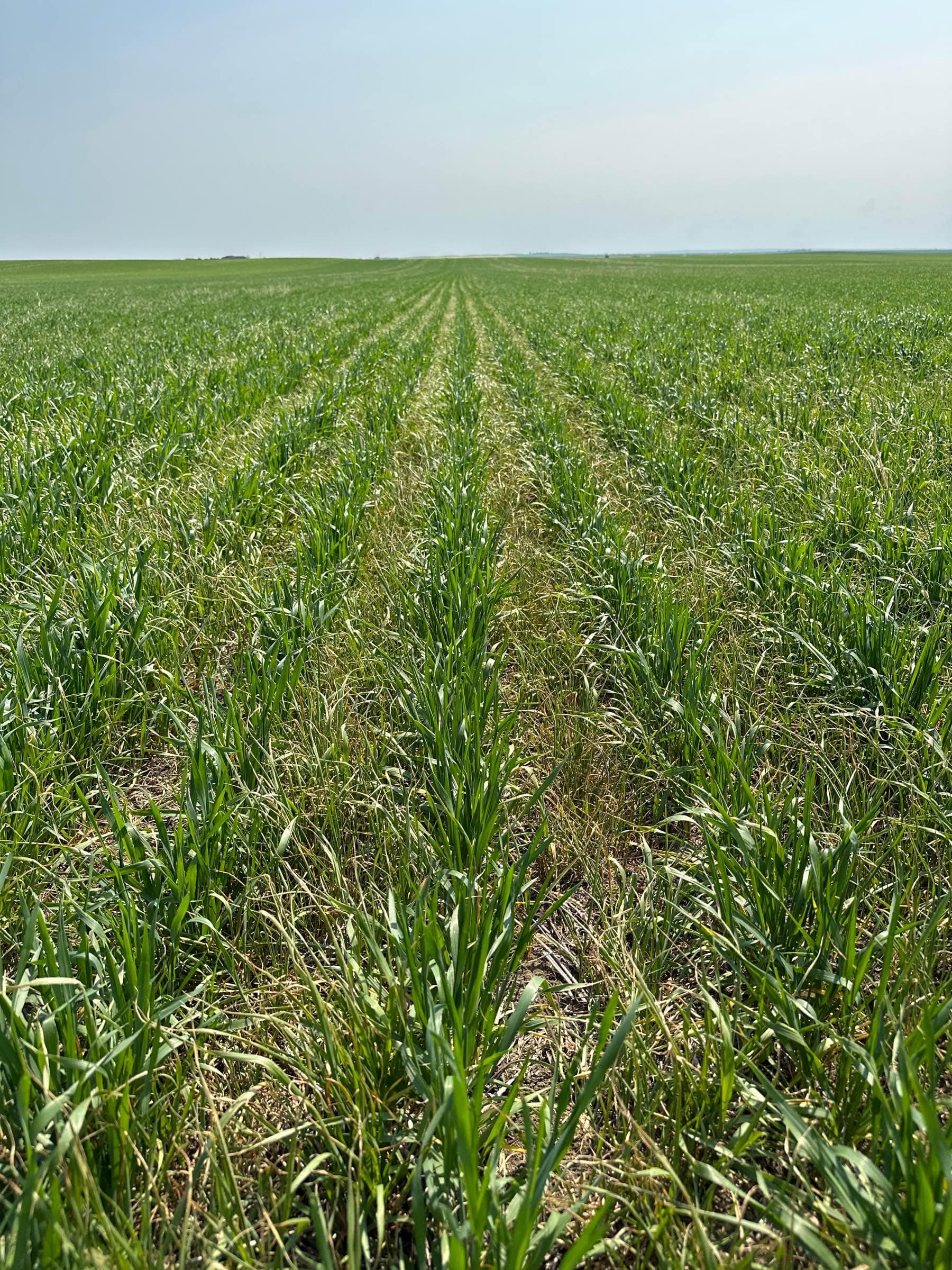 A section of oats fourteen days after being treated with Varro FX and Buctril M. There is a notable reduction in weeds present.