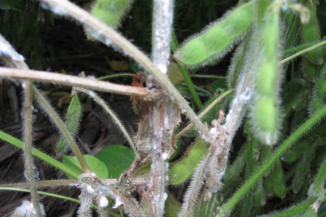 Close up of soybean pods and stems with white patches of disease.