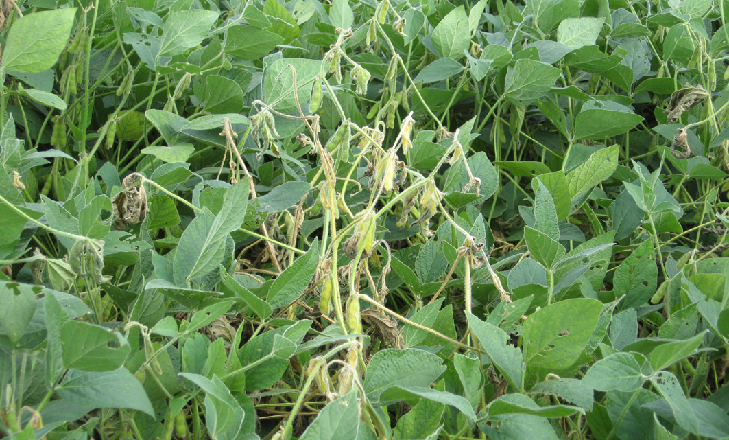 Green soybean crop field with stems and pods infected in centre.