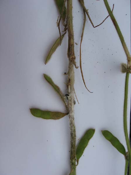 Stem of soybean plant with soybean pods on either side. The stem and pods are turning black with hard sclerotia.