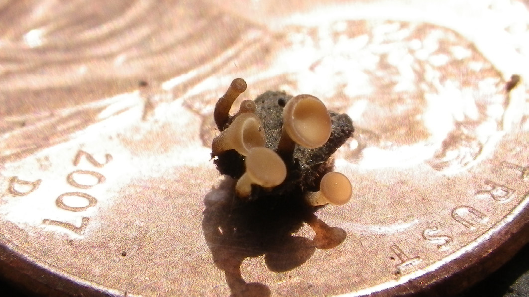 Close up of white mould apothecia fungus on top of a silver coin for size comparison. Black and brown fungus is much smaller than coin.