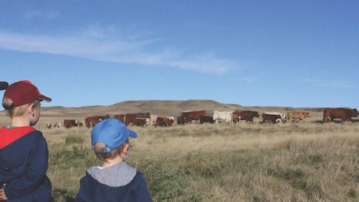 A small herd of brown and white cattle walk along in a field, while two children in the foreground watch them go by. The children are wearing jackets and baseball hats.