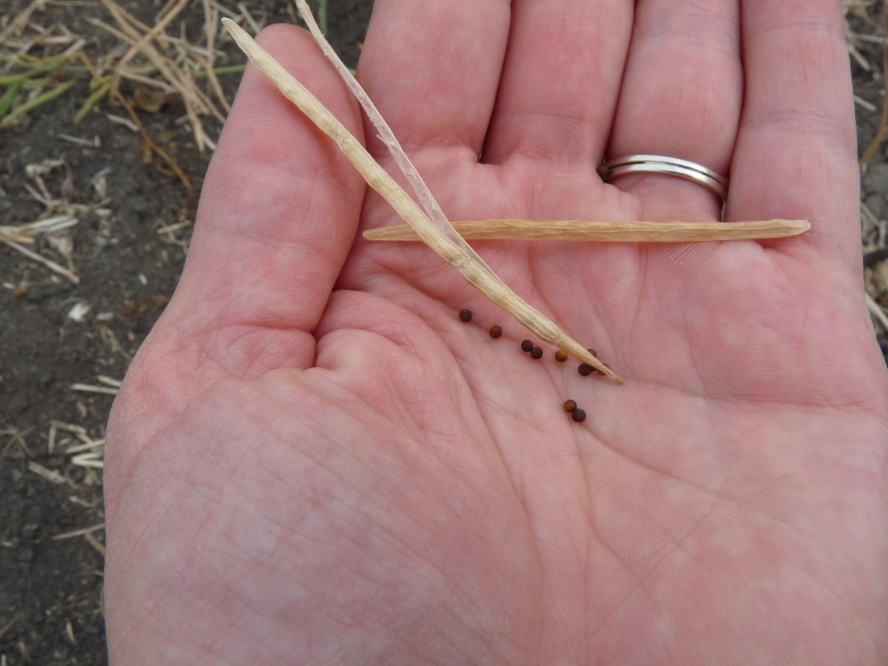 This image shows ripened canola seed shelled out of the pod
