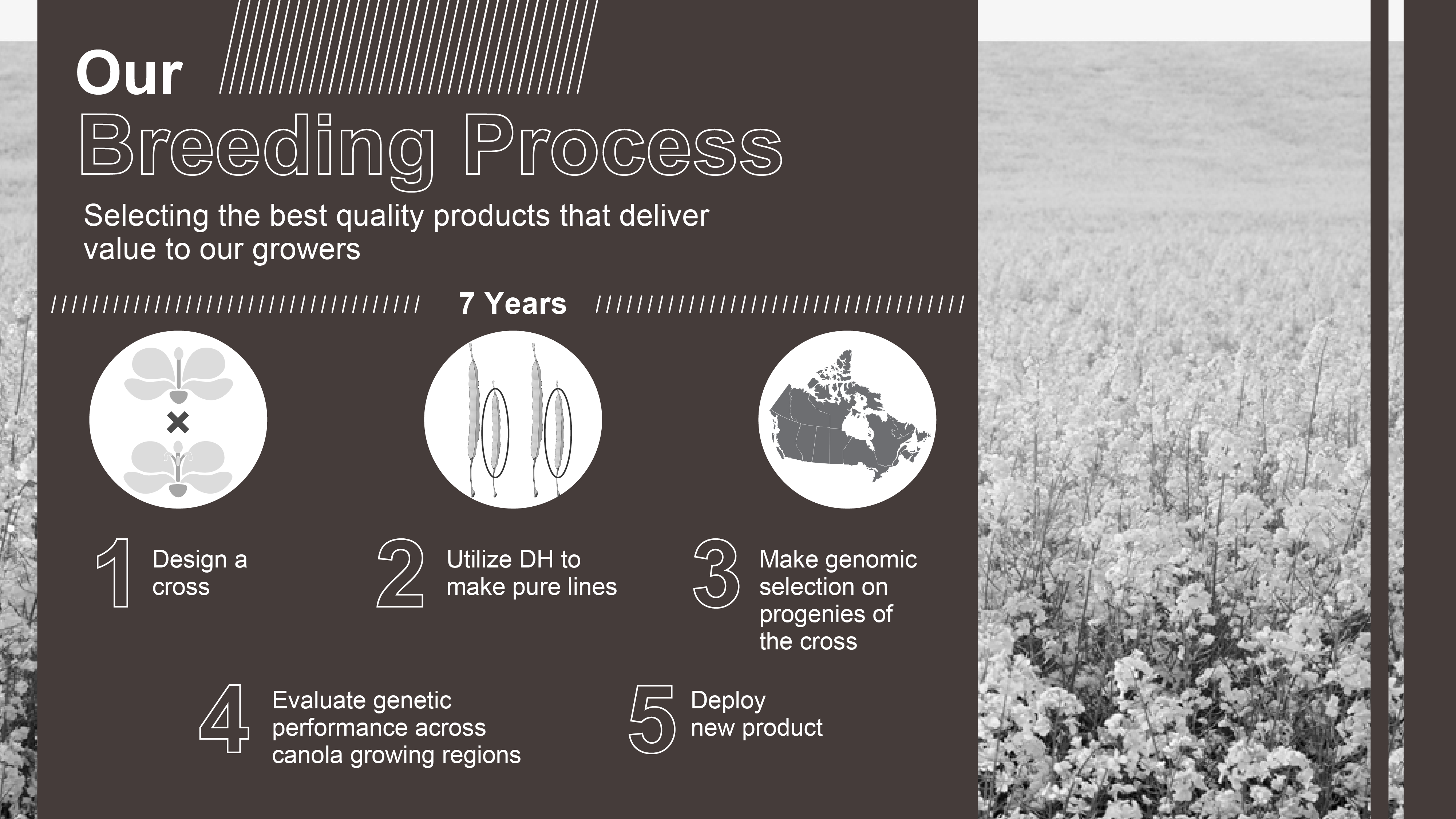 This diagram shows the basic steps in plant breeding
