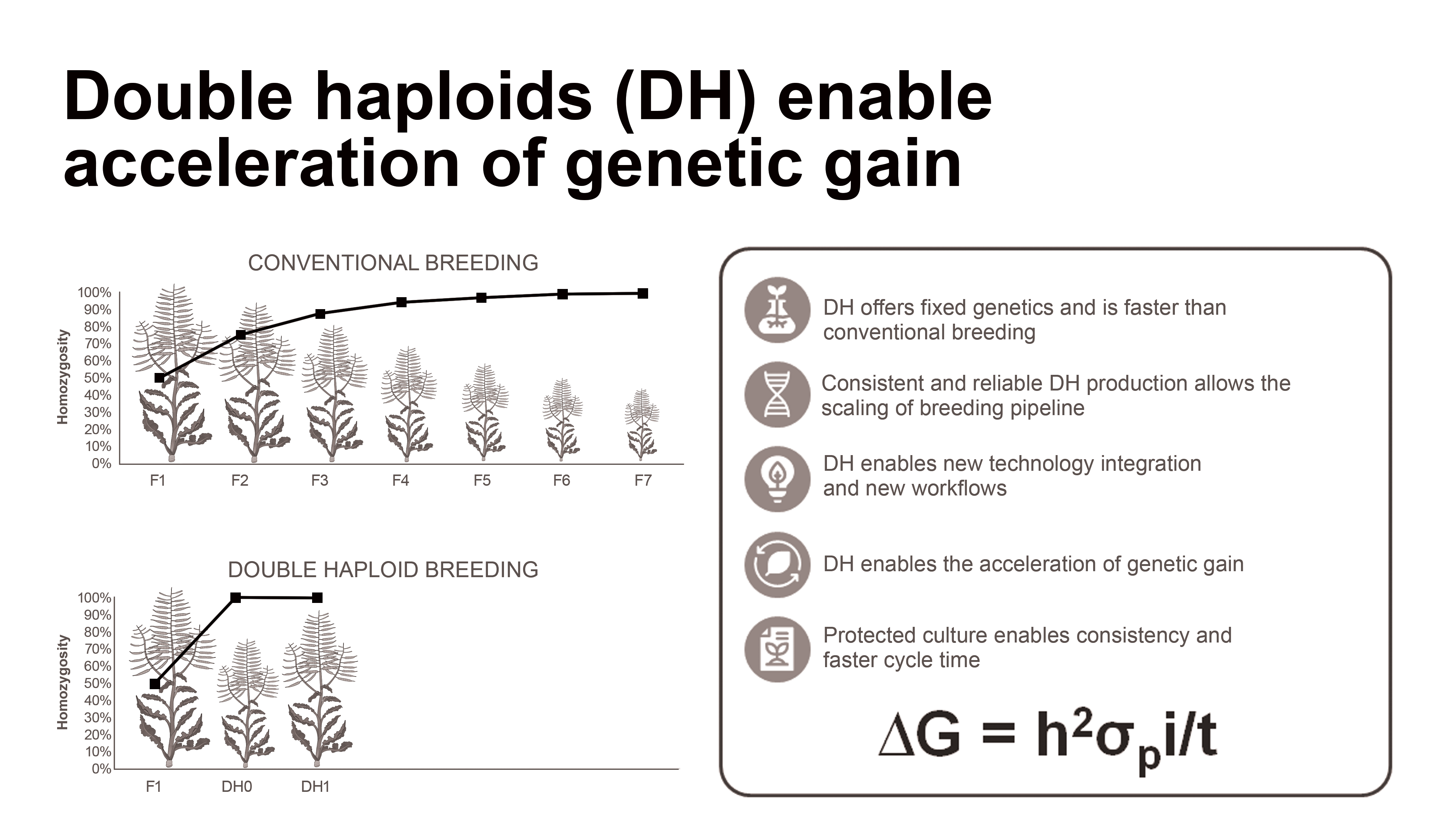 This diagram shows the double haploid process. This process is used to accelerate plant breeding by inducing chromosome doubling.
