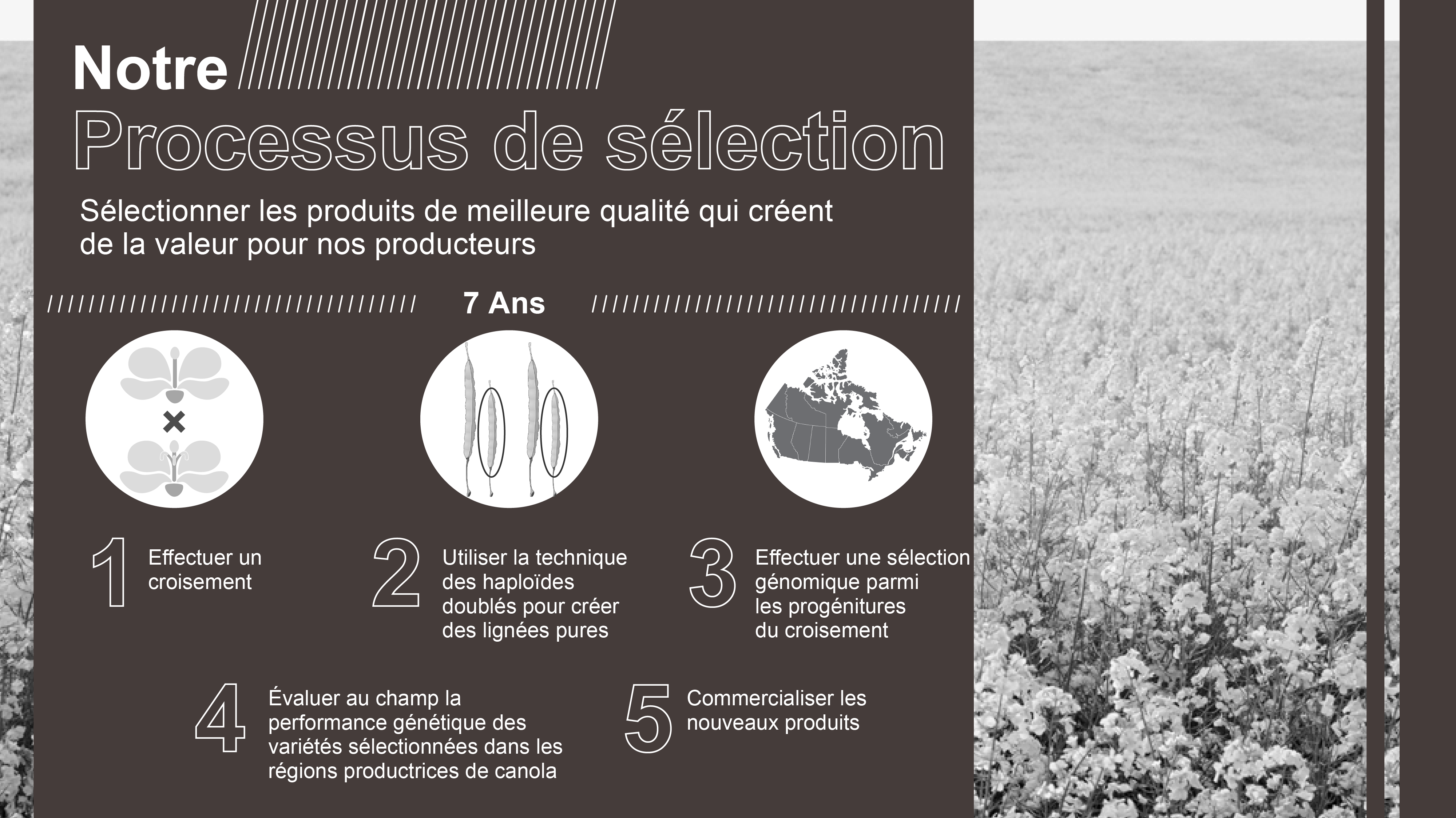 Ce diagramme présente les étapes de base de la sélection végétale.