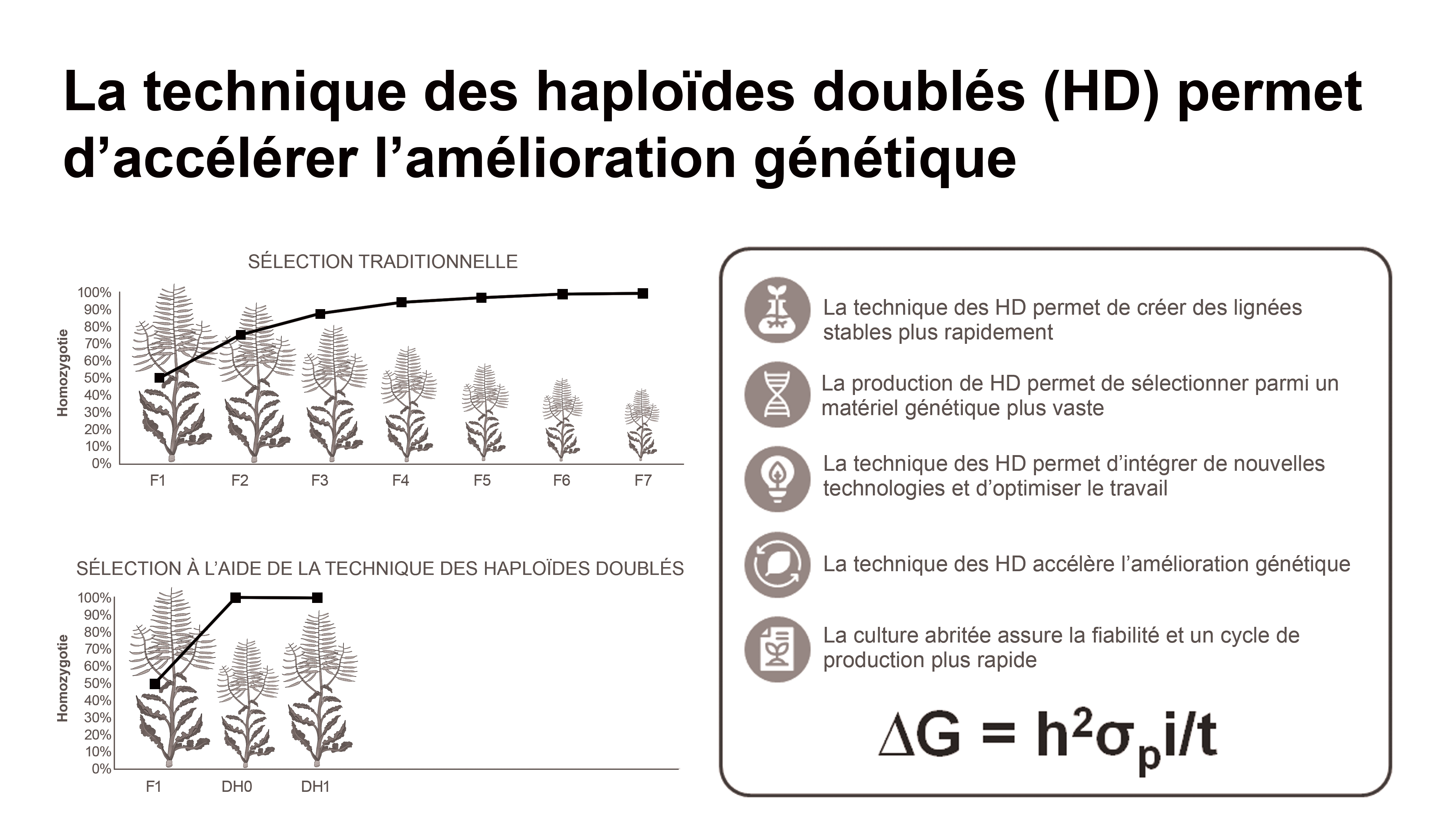 Ce diagramme présente le procédé de doublement des haploïdes. Ce procédé est utilisé pour accélérer la sélection végétale en induisant le doublement des chromosomes.