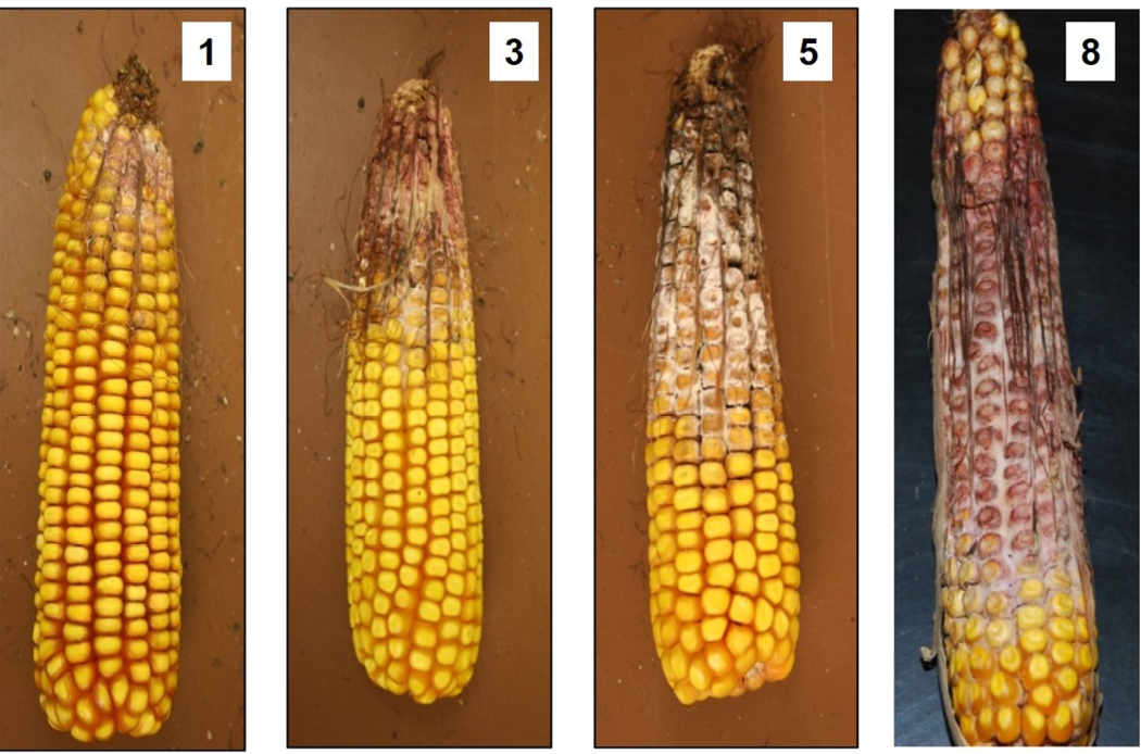 Figure 5 is showing the disease scale of Giberella ear rot on infected heads. 1 is relatively healthy while 8 is fully diseased and missing a majority of kernels.
