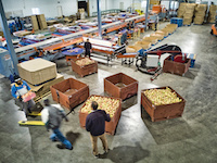 Birdseye view of workers inside the packing plant, processing the harvested apples