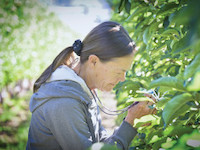 Close-up image of a woman inspecting an apple tree