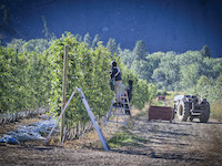 Worker's harvesting apples from the rows of trees on ladders, with a tractor in the background